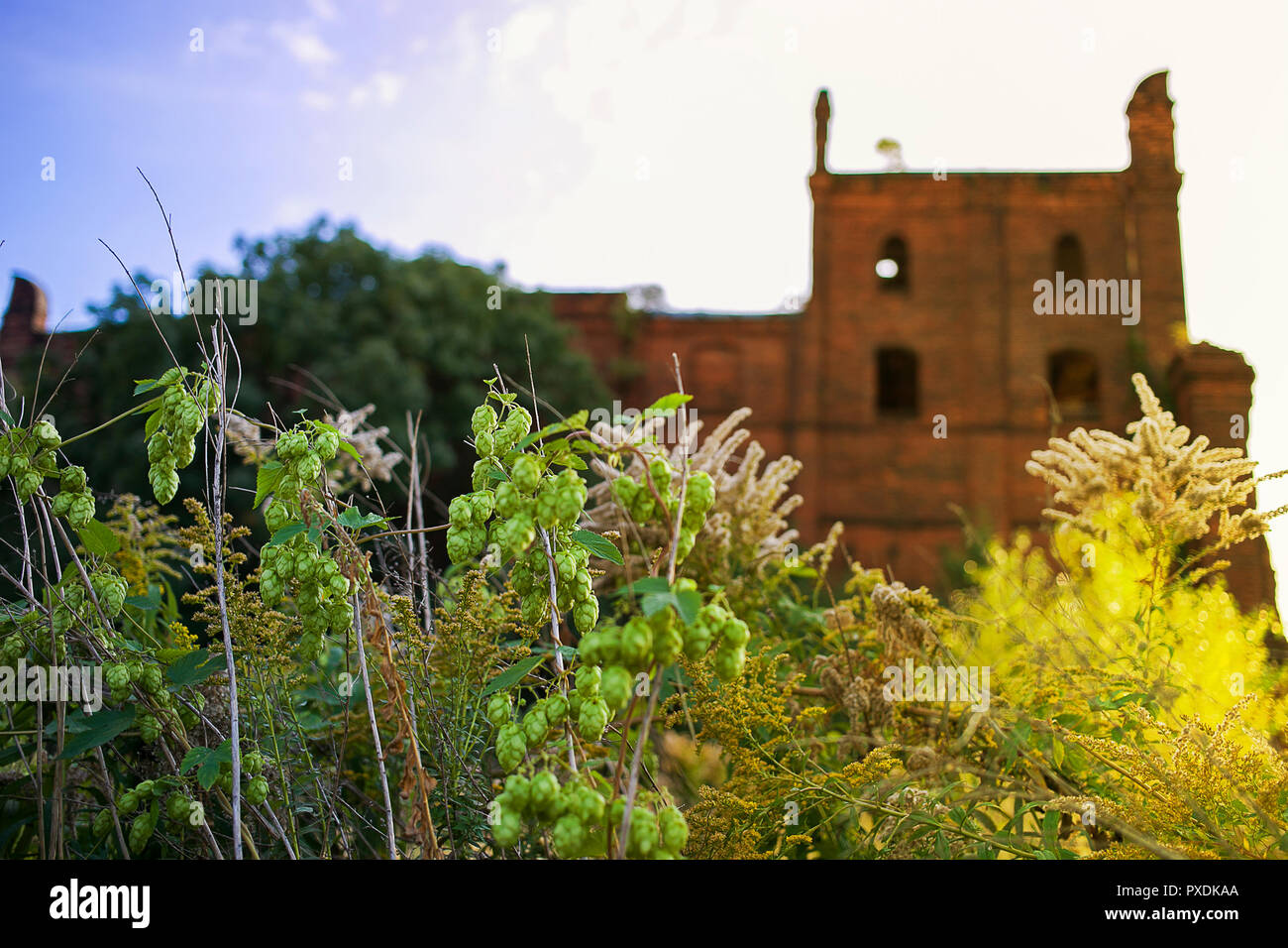 Wild beautiful green hops growing around abandoned factory in Greater Poland Stock Photo