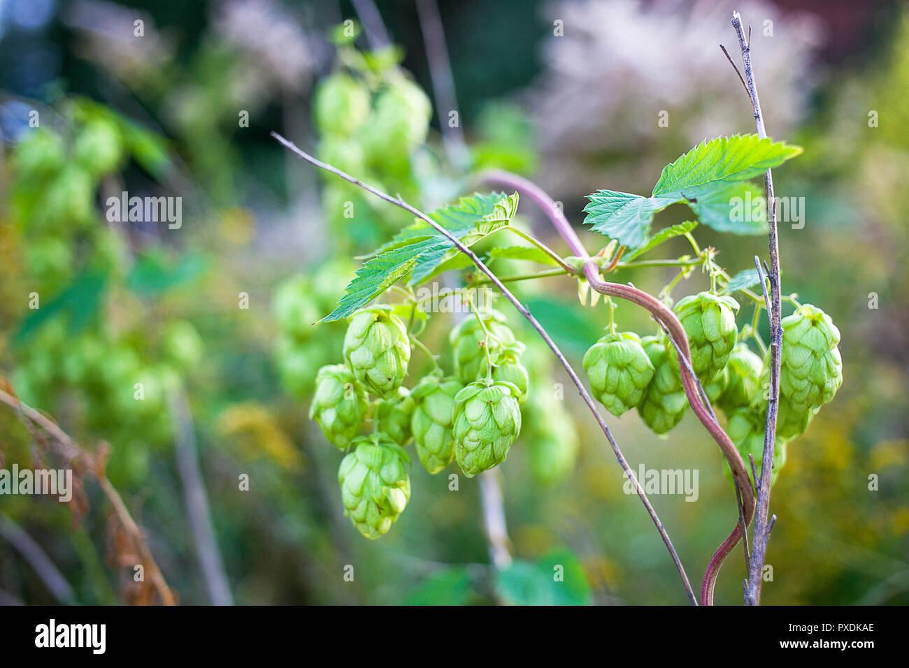 Beautiful young branch of wild green hop maturing during late summer Stock Photo