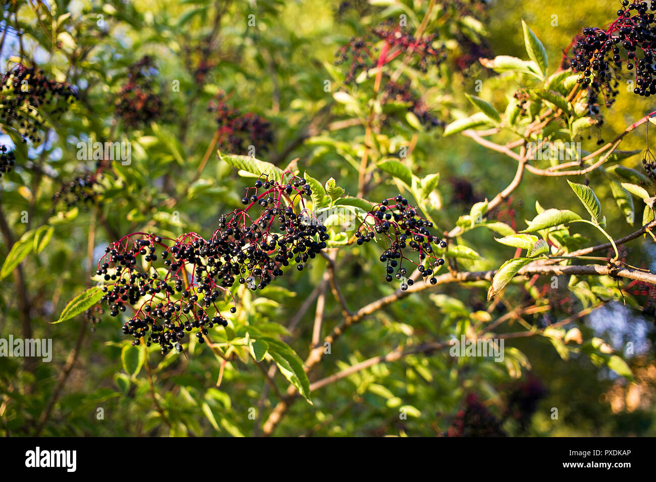 Lilac fruit hires stock photography and images Alamy