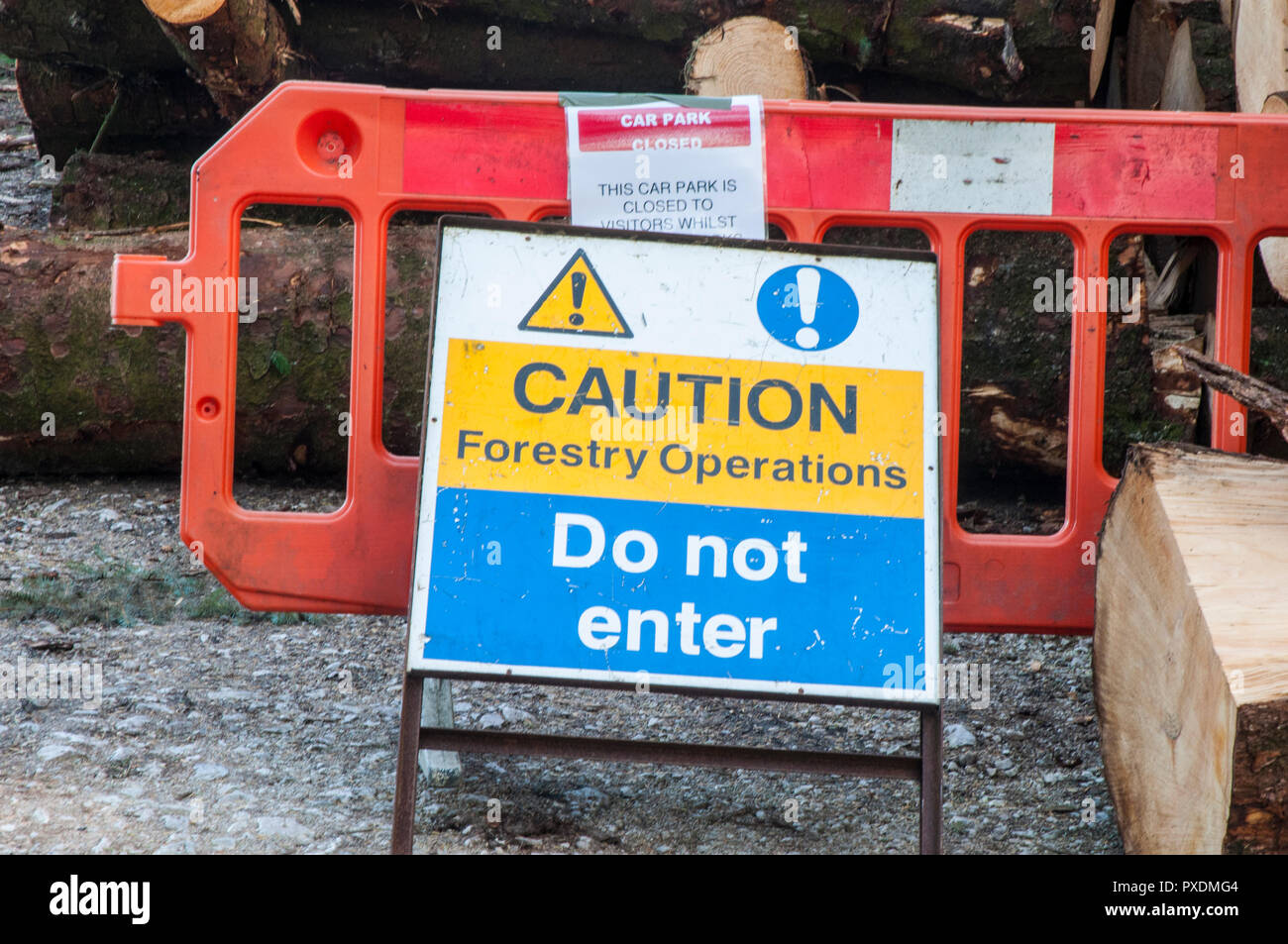 Stacks of cut up tree trunks after being felled due to being unsafe ...