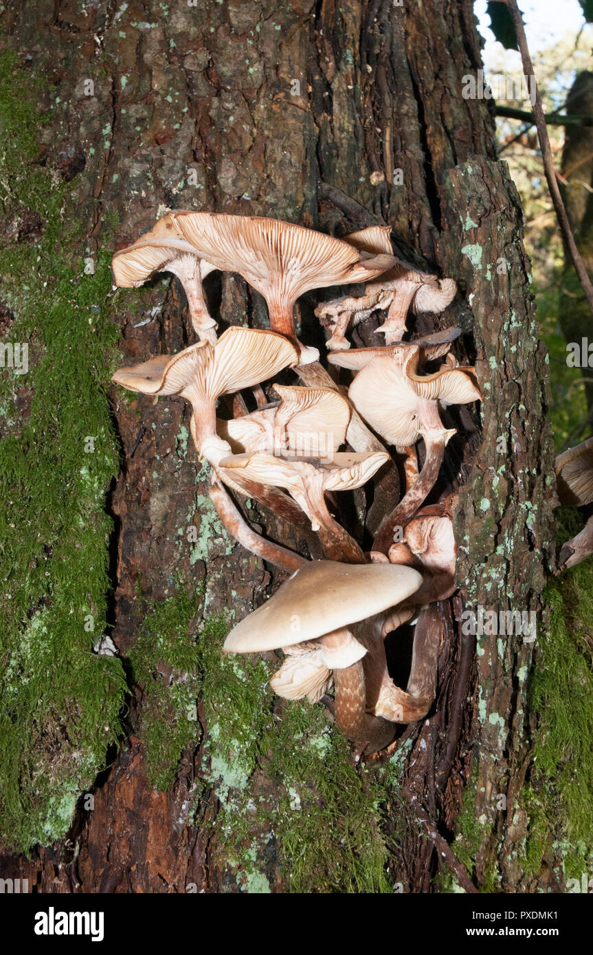 Fungi Pleurotus cornucopiae growing on tree trunk. Stock Photo