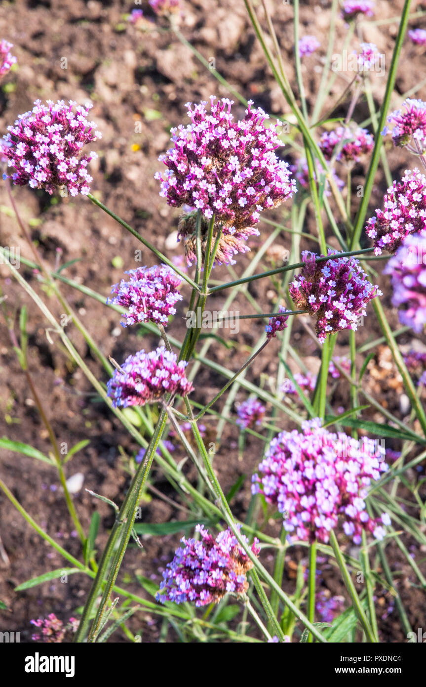 Close up of Verbena bonariensis flower head. This is a summer flowering diciduous perennial plant that is fully hardy Stock Photo