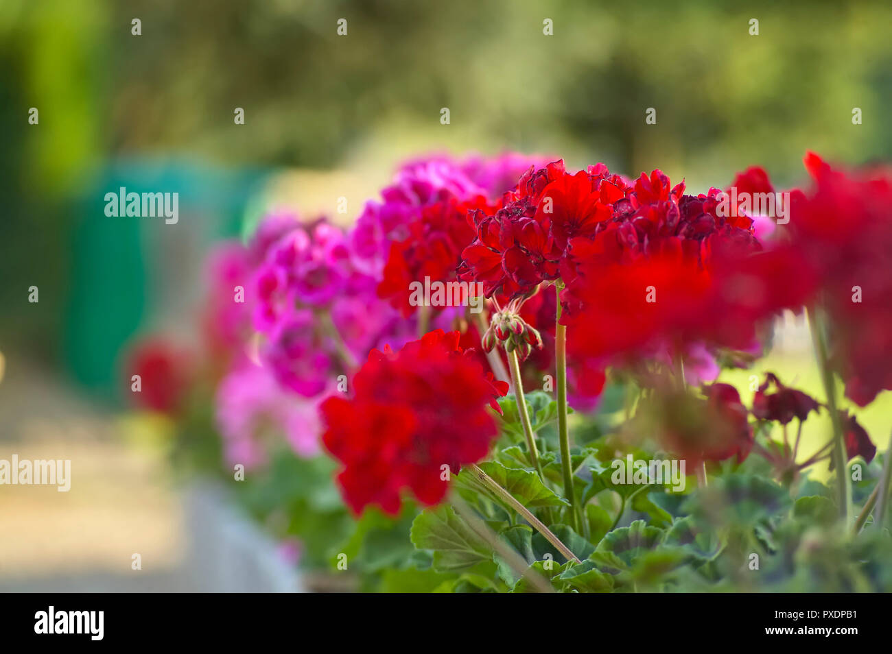 Many colored geraniums in full bloom with blurry green background ...