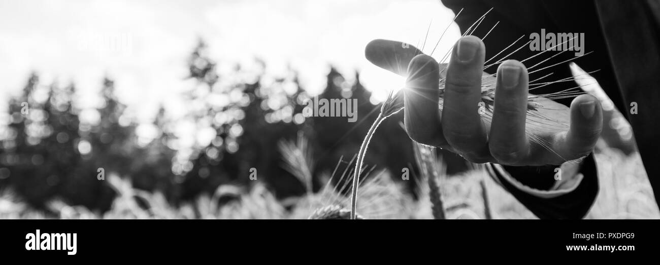 Black and white panoramic view image of a businessman carefully holding ripening ear of wheat in his palm with sun flare coming through his fingers. Stock Photo
