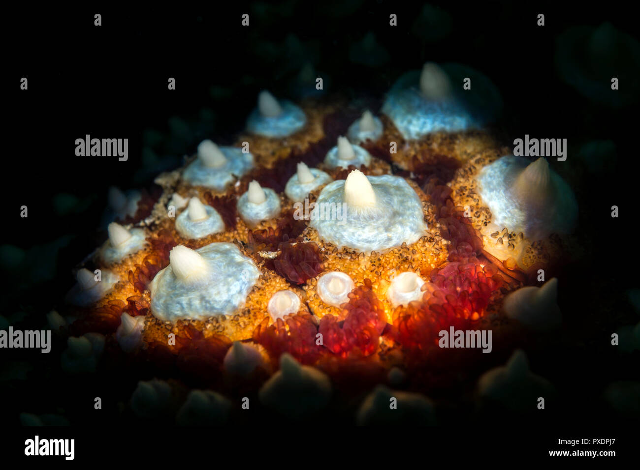 Close up of the bumpy knobs of the knobby sea star, pisaster giganteus, in southern California. Shot using a light snoot to give the round, narrow bea Stock Photo