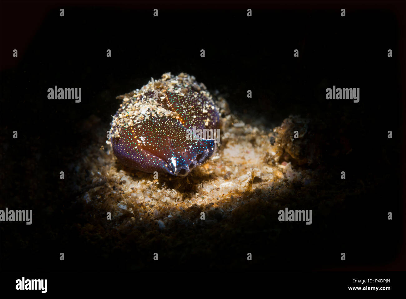 A viscous underwater nudibranch snail crawls along the sandy bottom looking for prey. Shot using a special light beam snoot. Stock Photo
