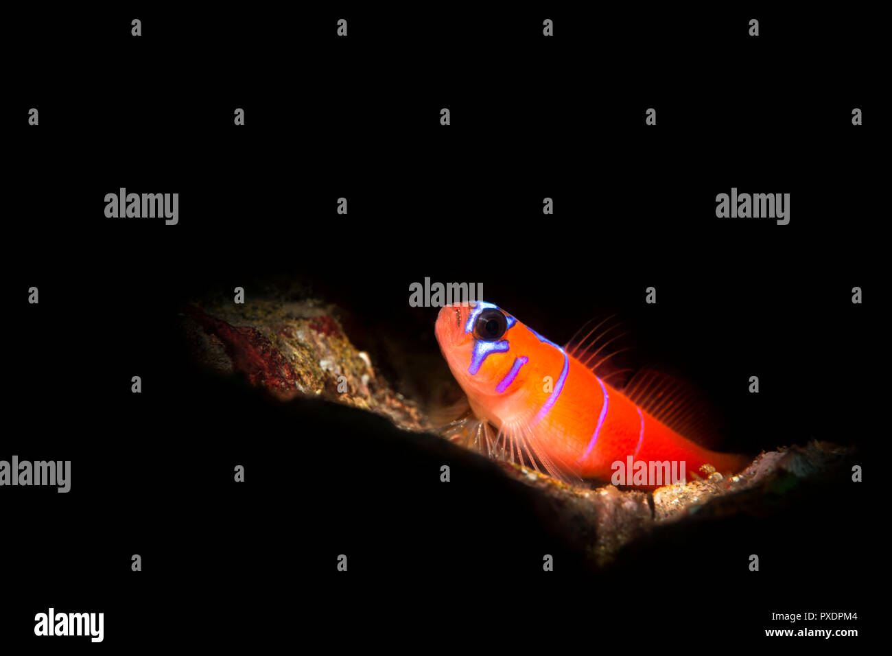 A small, vibrant blue banded Catalina goby rests on a reef. Fish was lit with a light snoot, which gives a small beam of bright light to black out the Stock Photo