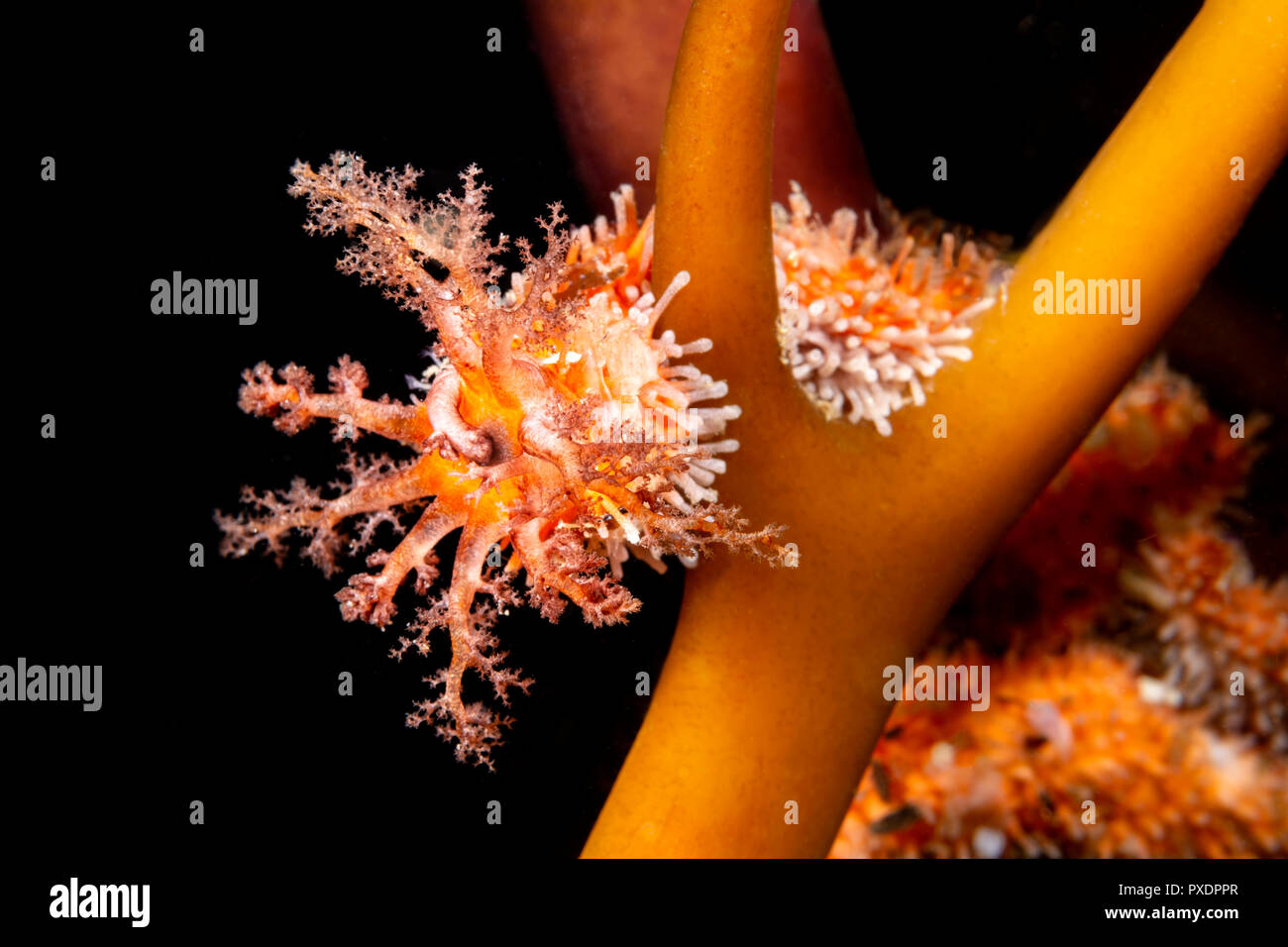 A feeding sea cucumber on a kelp stock uses its tentacles to grab tiny planktonic particles from the water and feed itself with every new piece of foo Stock Photo