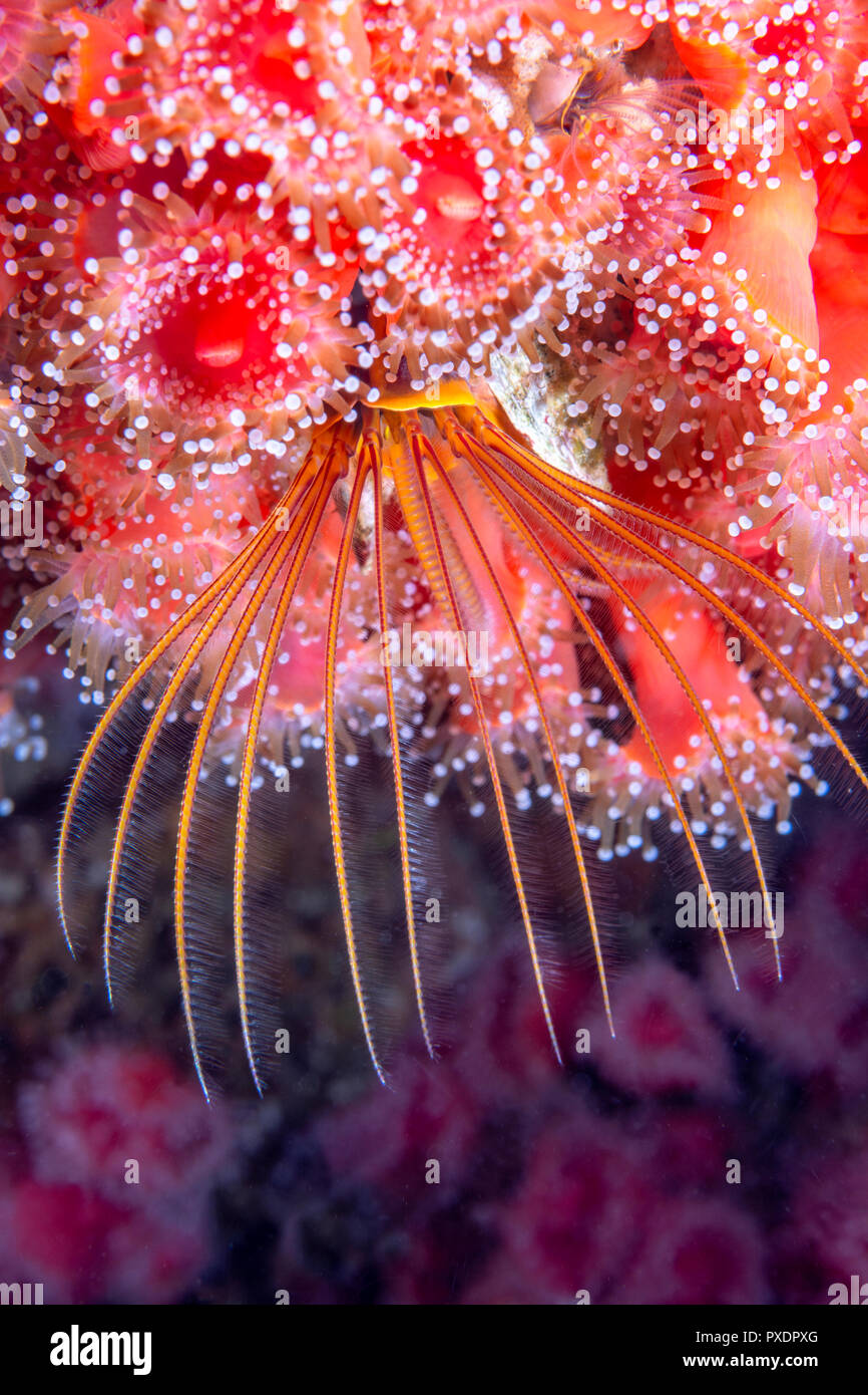 A feeding barnacle in a colony of anemones extends its tentacles to grab any suspended plankton floating by as the current flows. Stock Photo