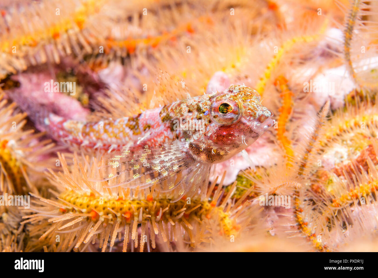 A coralline sculpin rests in a bed of brittle stars in the waters of California's Channel Islands. Stock Photo