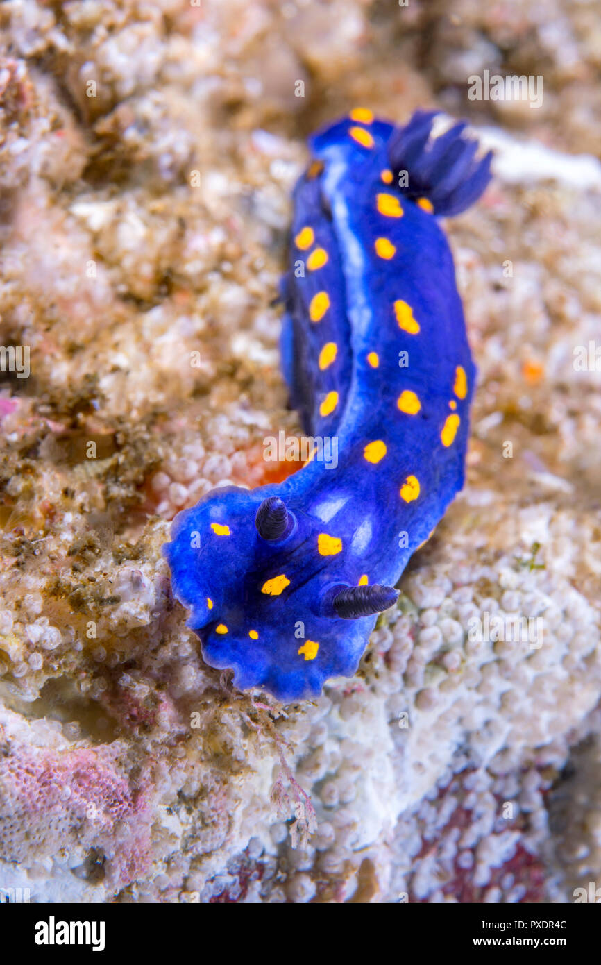 A blue dorid nudibranch crawls over a reef in search for food.  Shot in the cold water of California's Channel Islands. Stock Photo