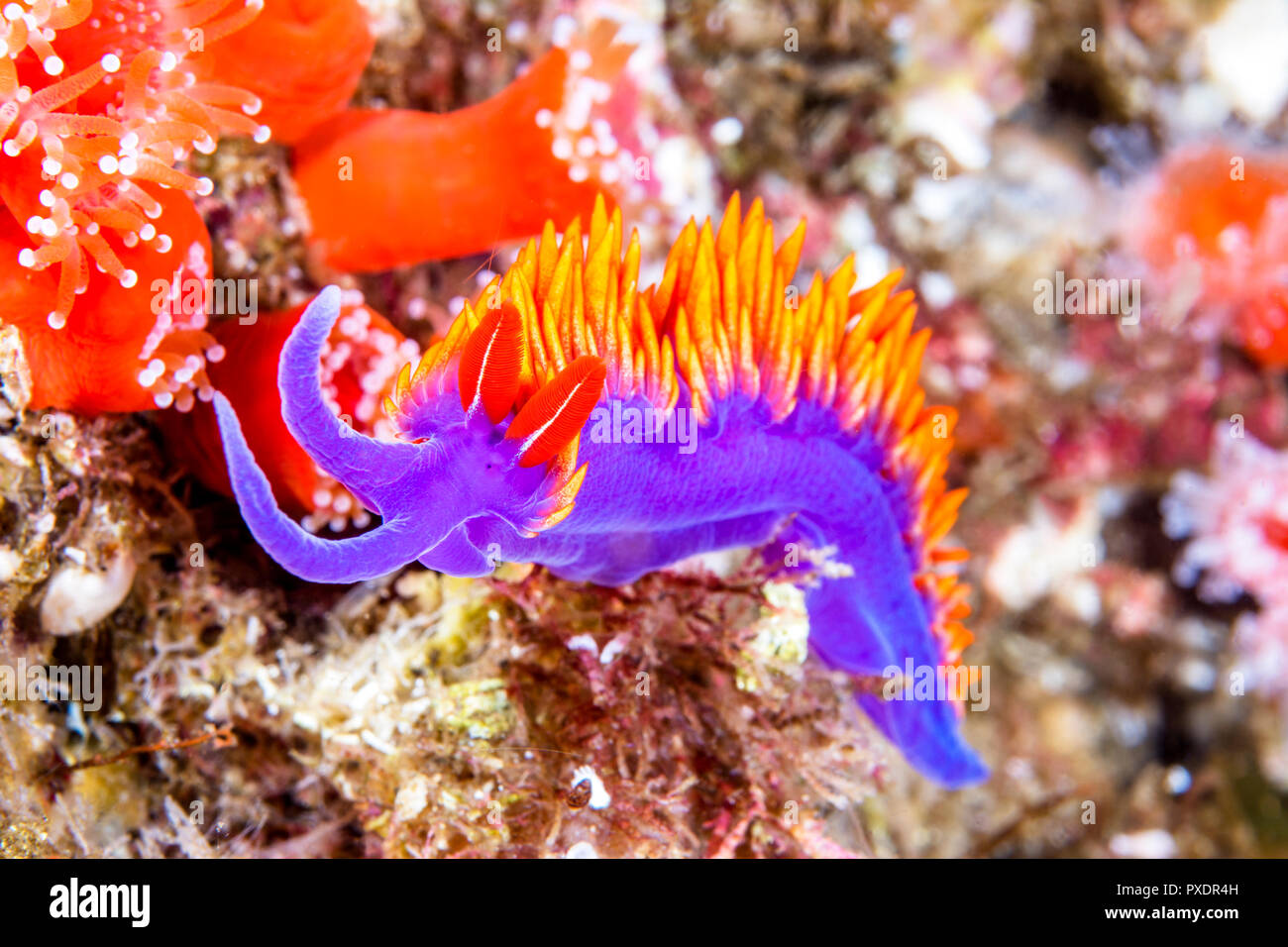 A colorful purple nudibranch called a Spanish shawl crawls across a reef in California's Channel Islands in search of food.  Shot in the cold water of Stock Photo