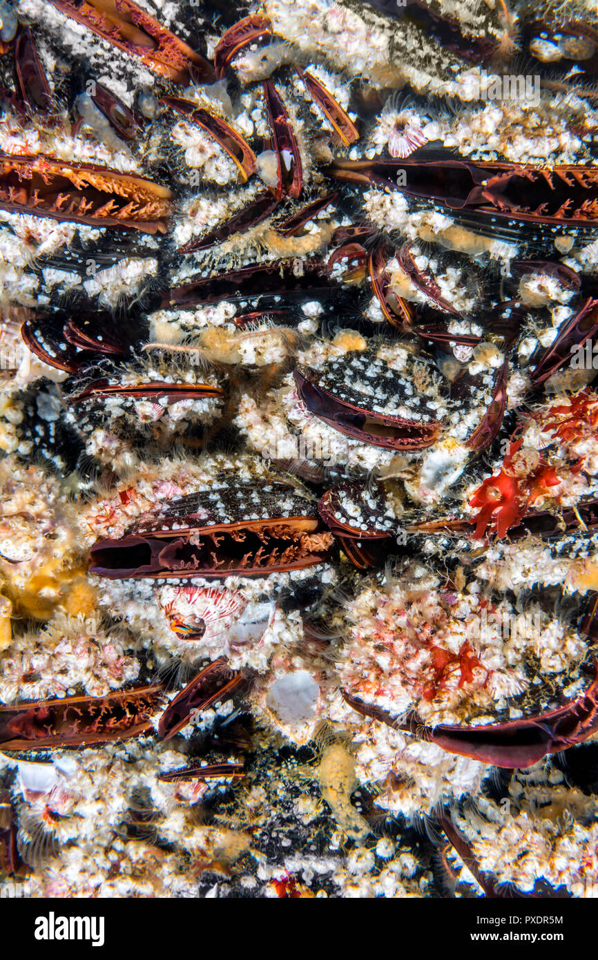 A colony of colorful mussels attached to a shallow reef are open so they can feed on debris from the moving water. Stock Photo