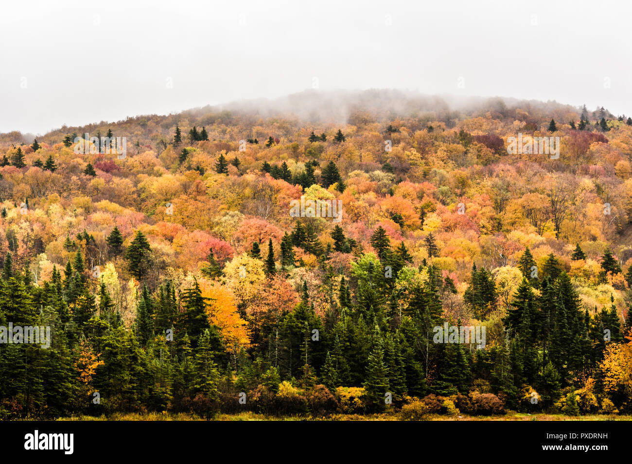 autumn-leaves-green-mountain-national-forest-vermont-usa-stock-photo