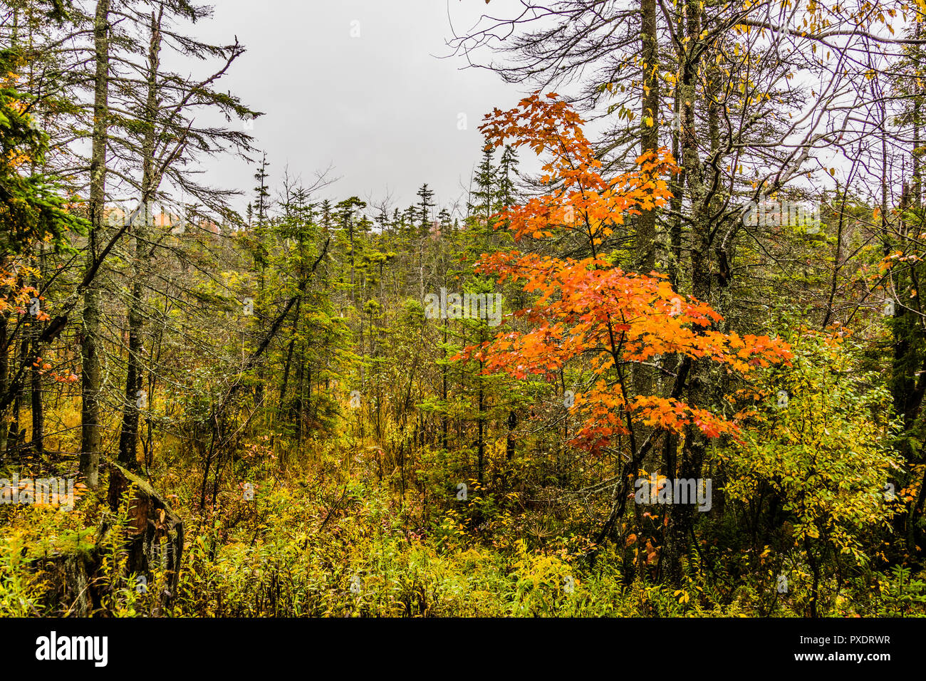 Autumn Leaves Green Mountain National Forest, Vermont, USA Stock Photo Alamy