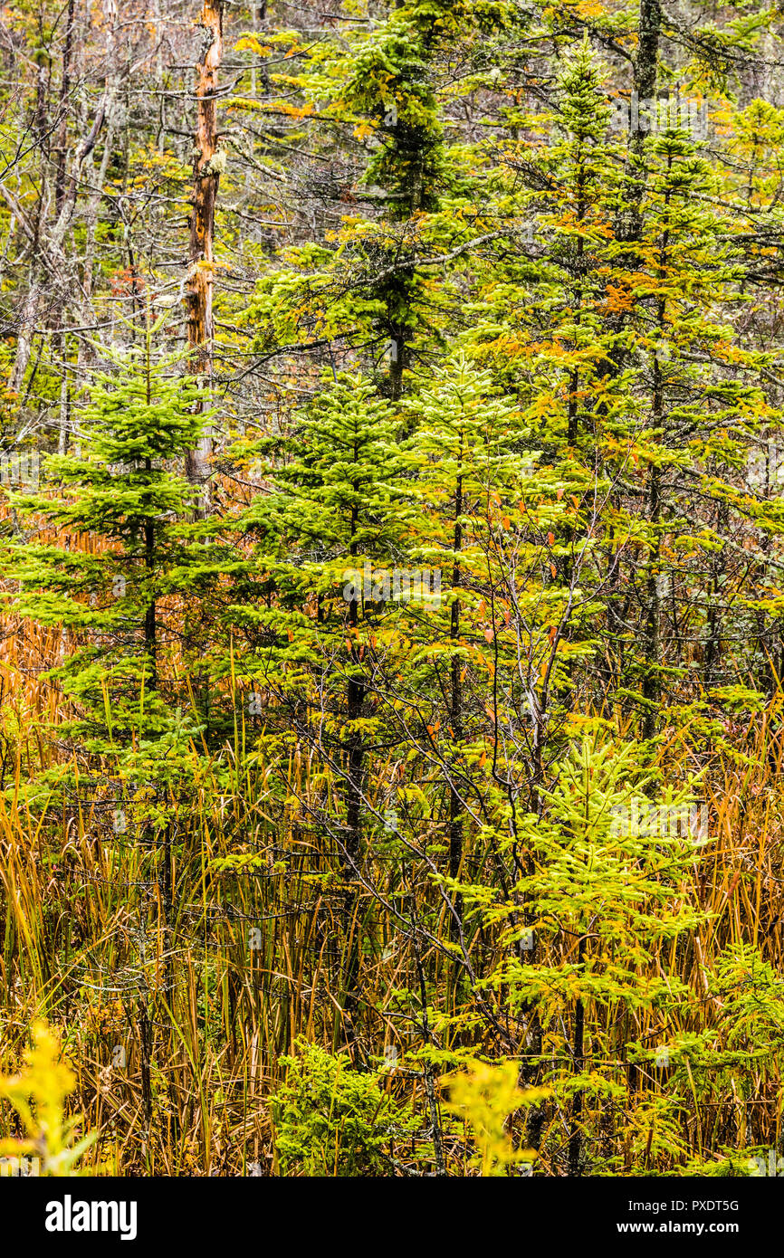 Autumn Leaves Green Mountain National Forest, Vermont, USA Stock Photo Alamy