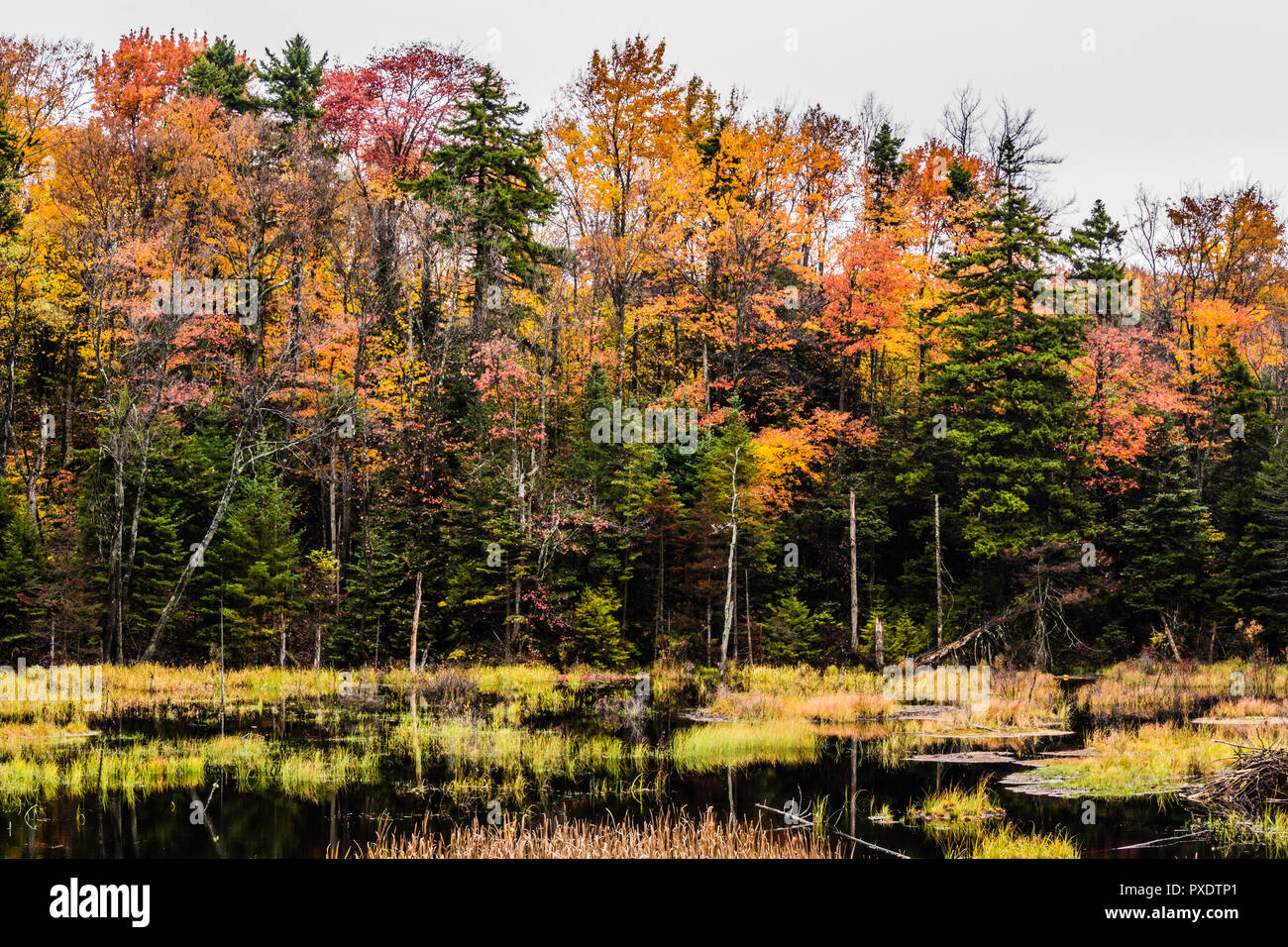 Beaver Pond Green Mountain National Forest, Vermont, USA Stock Photo