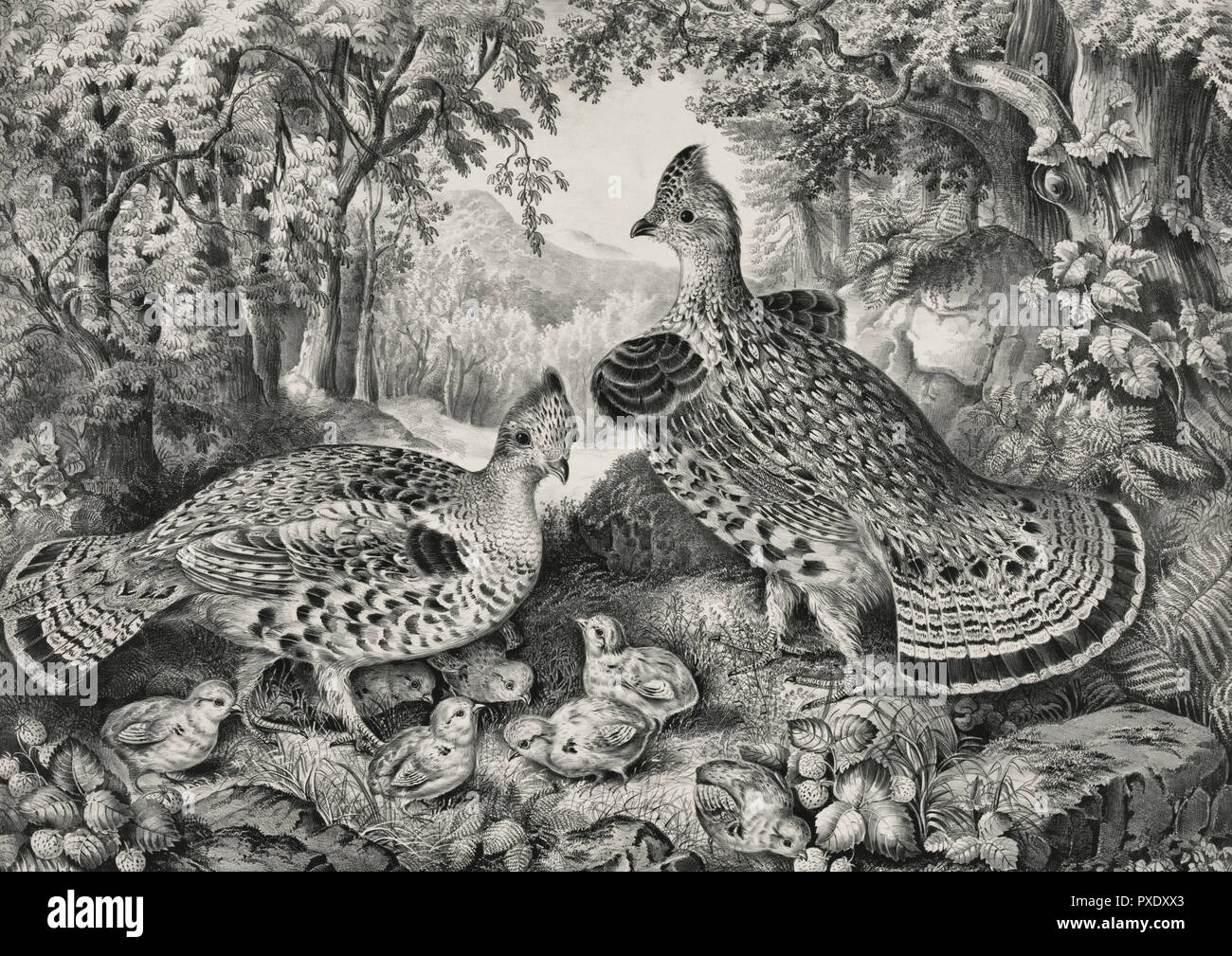 The Happy Family - Ruffed Grouse and Young, circa 1866 Stock Photo