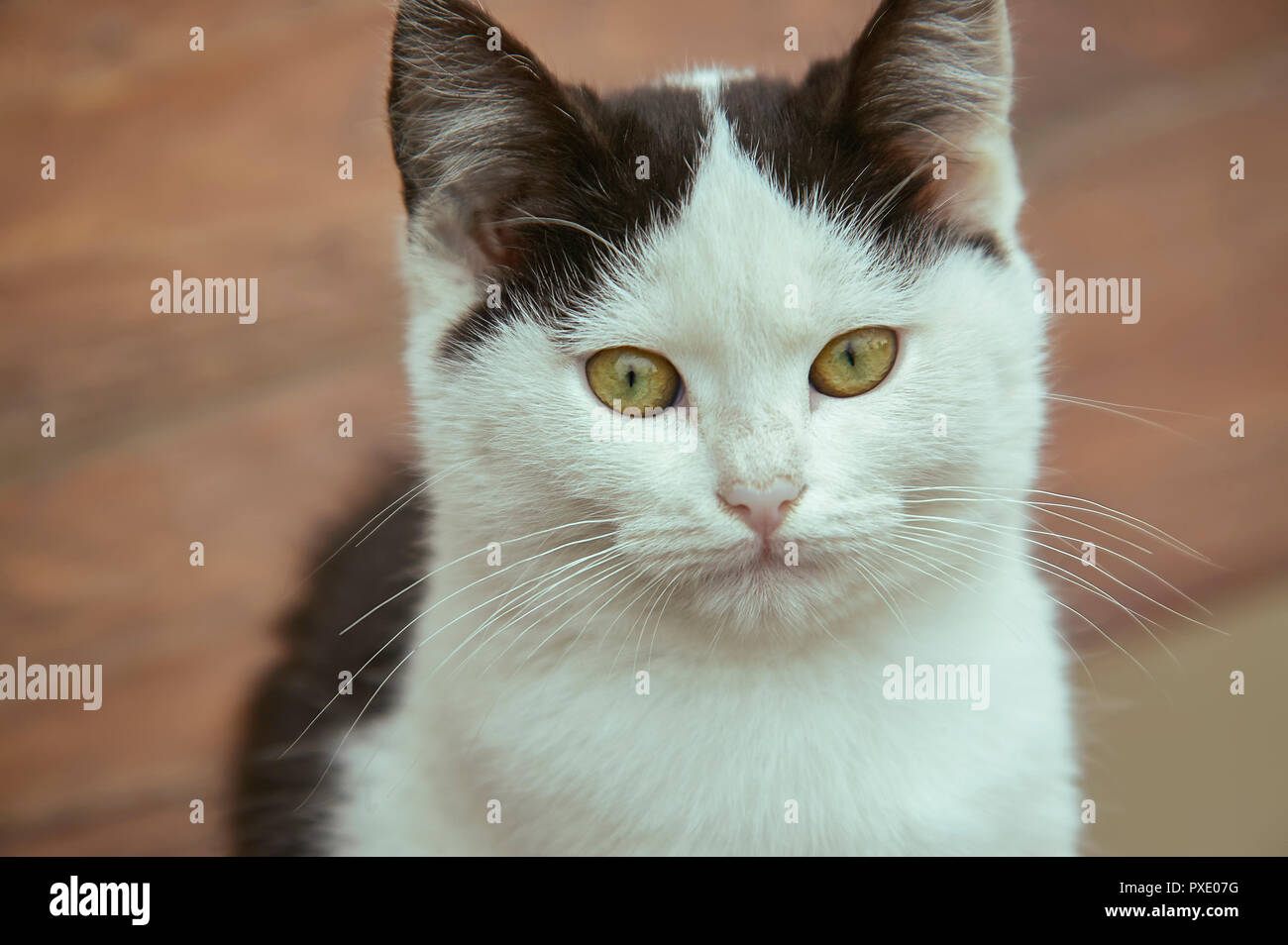 Closeup of a white kitten with black spots with blurry background