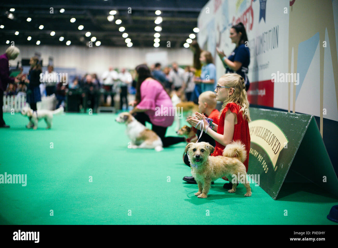 Dog show competitions hires stock photography and images Alamy