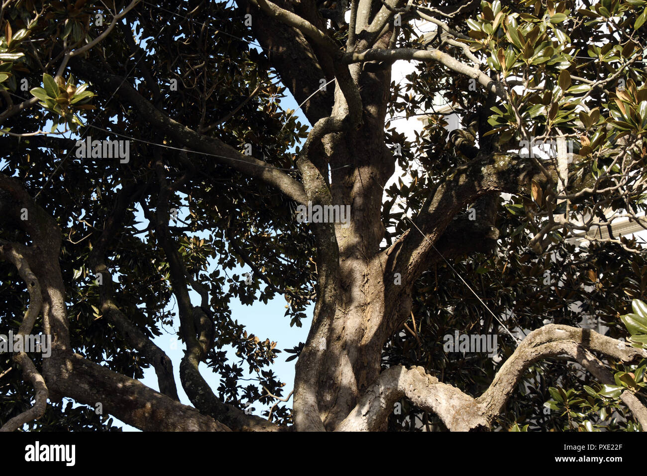 Washington, DC, USA. 21st Oct, 2018. A closeup view of some of the