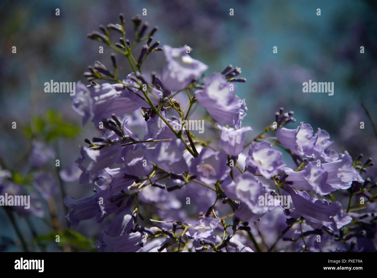 Johannesburg, South Africa, 21 October, 2018. The sun shines on purple