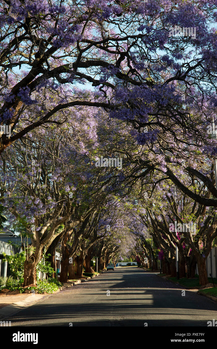 Johannesburg, South Africa, 21 October, 2018. The sun shines on purple