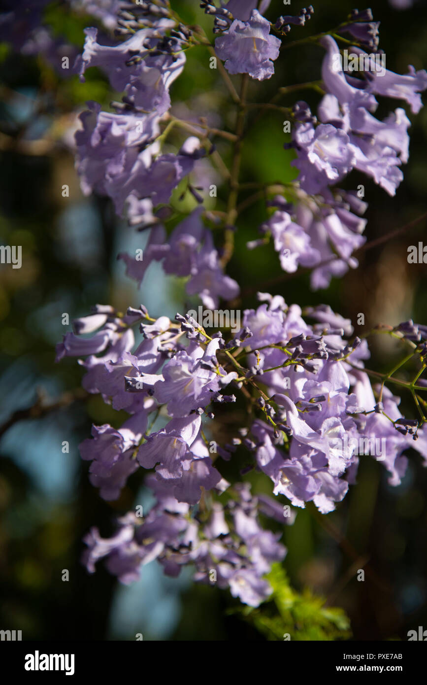 Johannesburg, South Africa, 21 October, 2018. The sun shines on purple