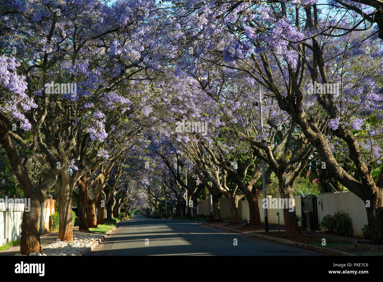 Johannesburg, South Africa, 21 October, 2018. The sun shines on purple