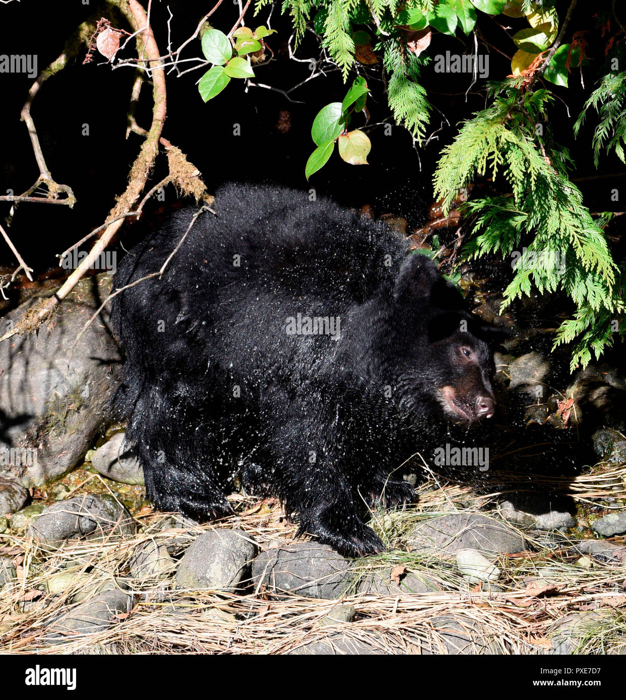 Ucluelet, Vancouver Island, Canada.  21st Oct 2018.  A black bear cub shakes water from its fur as it learns to fish for salmon. Black bears are preparing to hibernate for winter, and this cub will be facing its first winter. Credit: Glyn Thomas/Alamy Live News Stock Photo