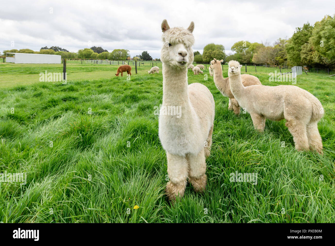 Kaiapoi, New Zealand October 5, 2018 Huacaya Alpacas are seen at