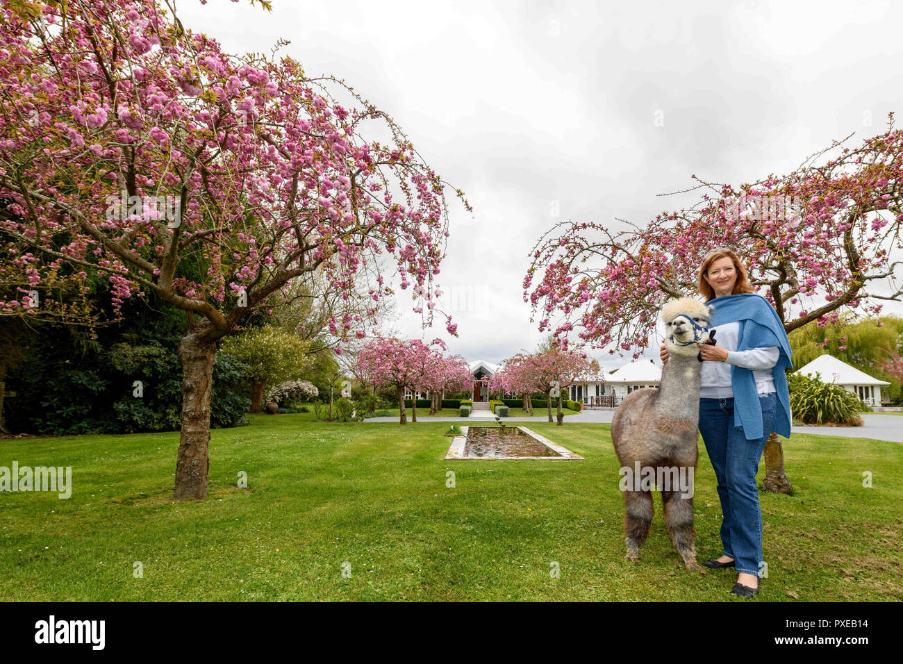 Kaiapoi, New Zealand October 5, 2018 Owner Sheryl Johnson poses with a Huacaya Alpacas are