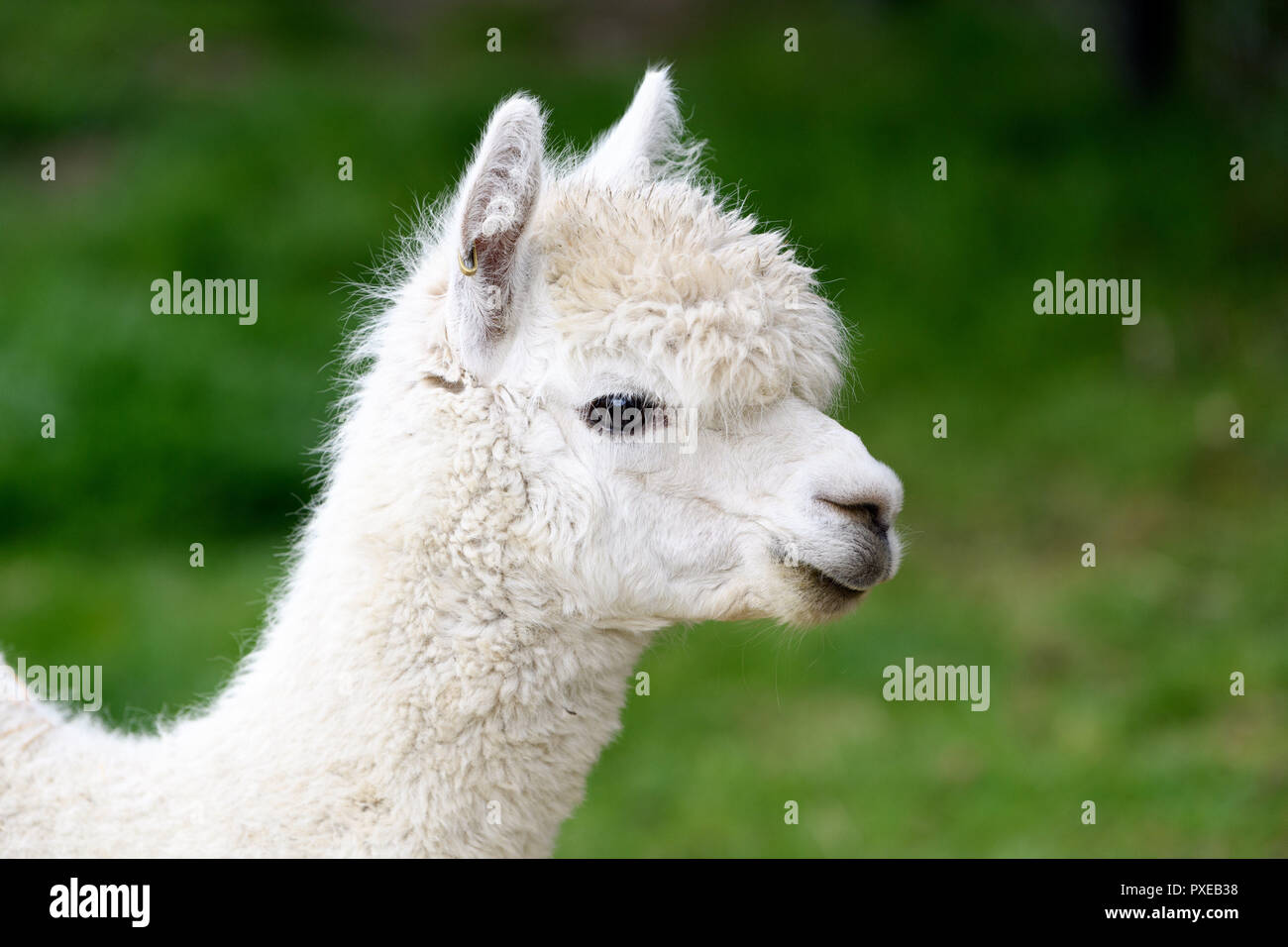Kaiapoi, New Zealand October 5, 2018 A Huacaya Alpaca is seen at
