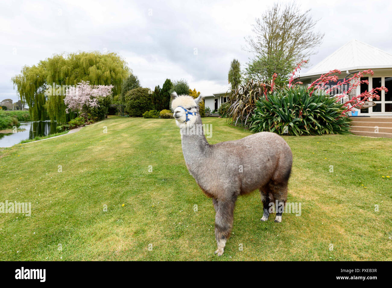 Kaiapoi, New Zealand October 5, 2018 A Huacaya Alpaca is seen at