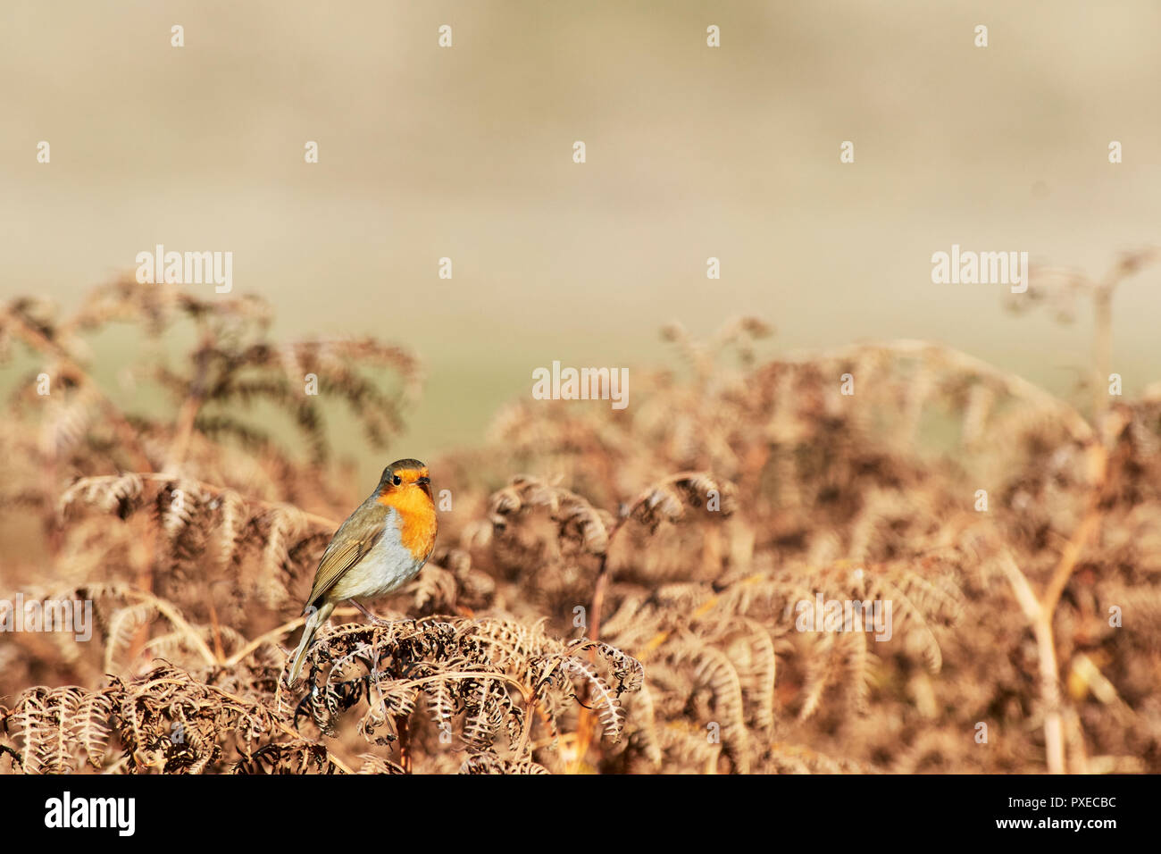 Ogmore By Sea, Wales, UK. 22nd Oct, 2018. A Robin (Erithacus rubecula) perches on rust coloured bracken and bathes in the warm Autumnal sun, Ogmore By Sea UK. Credit: Phillip Thomas/Alamy Live News Stock Photo