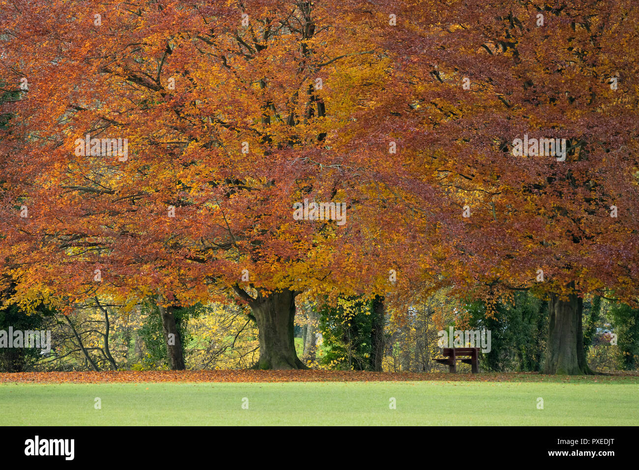 Line of enormous, spreading beech trees displaying rich autumn orange copper colours - by riverside, Ilkley Park, Ilkley, West Yorkshire, England, UK. Stock Photo