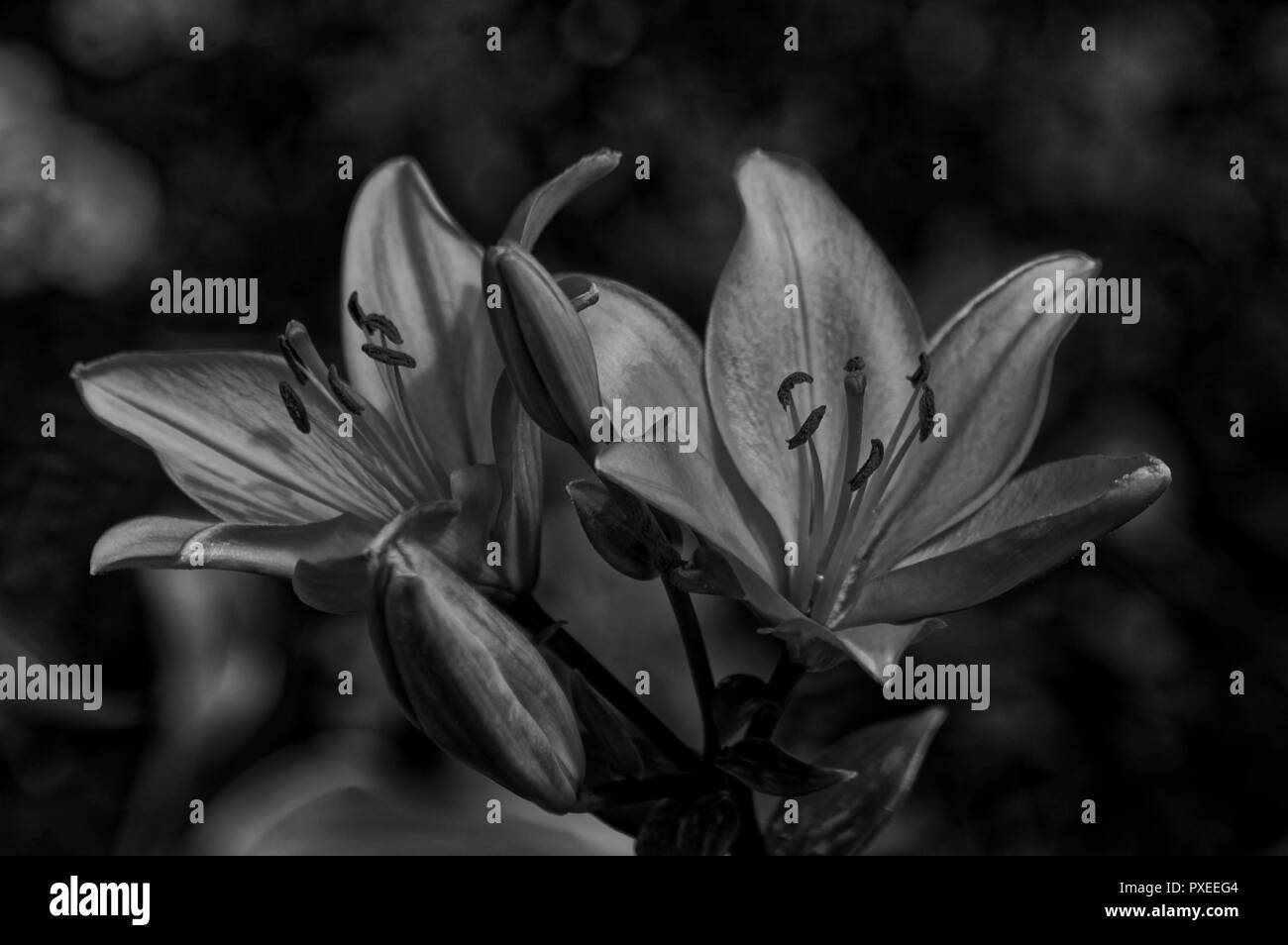 Lily flower picture Black and White Stock Photos & Images - Alamy
