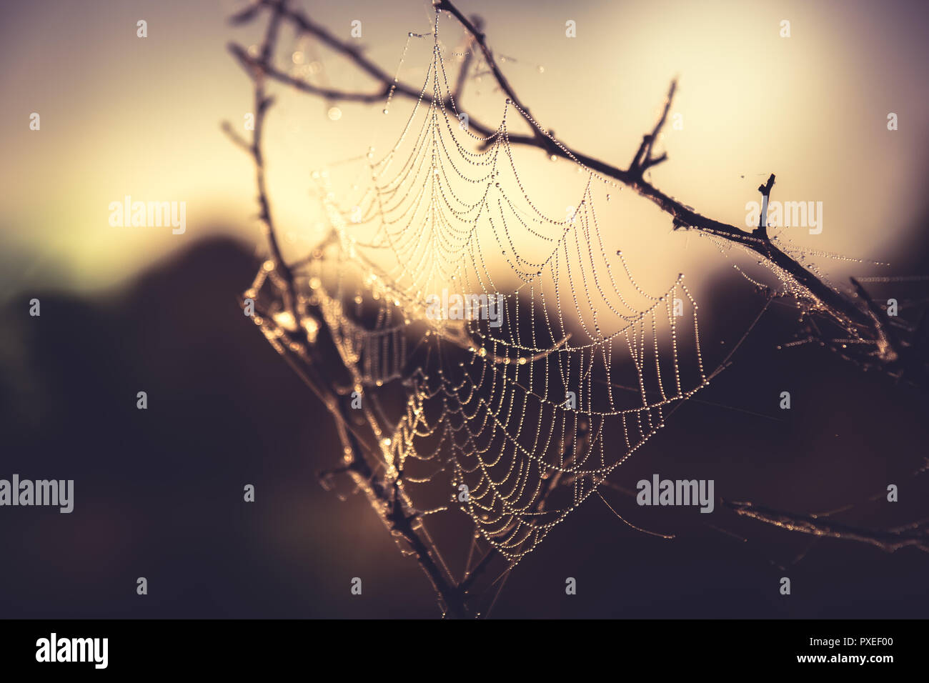 Web twig at sunset in retro vintage orange color  as nature background Stock Photo