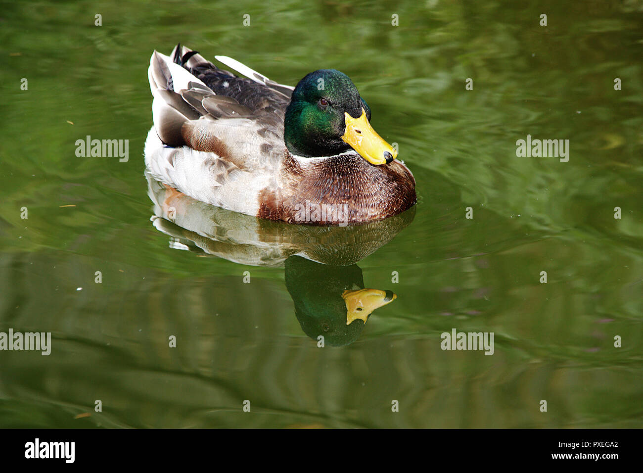 Duck with feathers white, green, brown and black colour, have yellow beak,  she swimming in lake and looking photographers Stock Photo