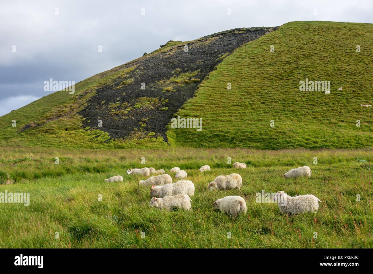 Sheep on the hills near Lake Myvatn and the Skutustadir Pseudocraters , North Iceland Stock Photo