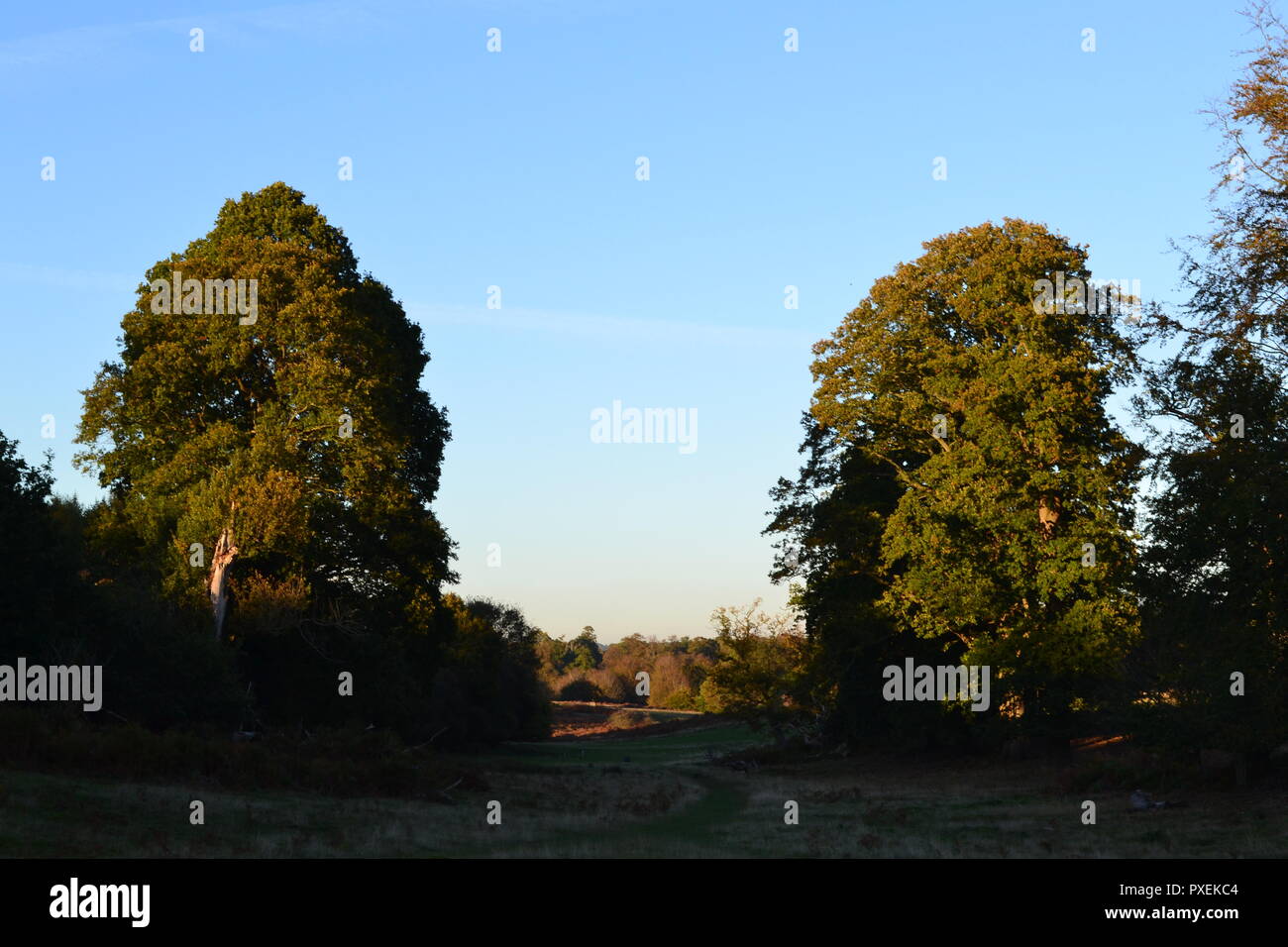 Autumn, mid-October 2018 at Knole, Sevenoaks, Kent, England, UK. Beautiful weather. Historic house and parkland. Owned by kings, queens, archbishops Stock Photo