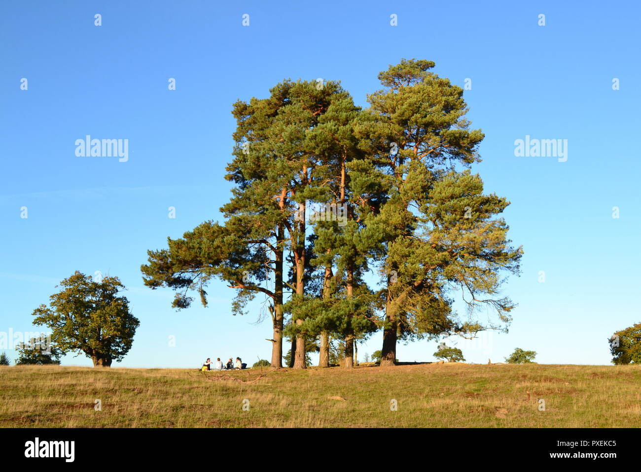 Autumn, mid-October 2018 at Knole Park, Sevenoaks, Kent, England, UK. Beautiful weather. People having a picnic by a pine tree clump Stock Photo