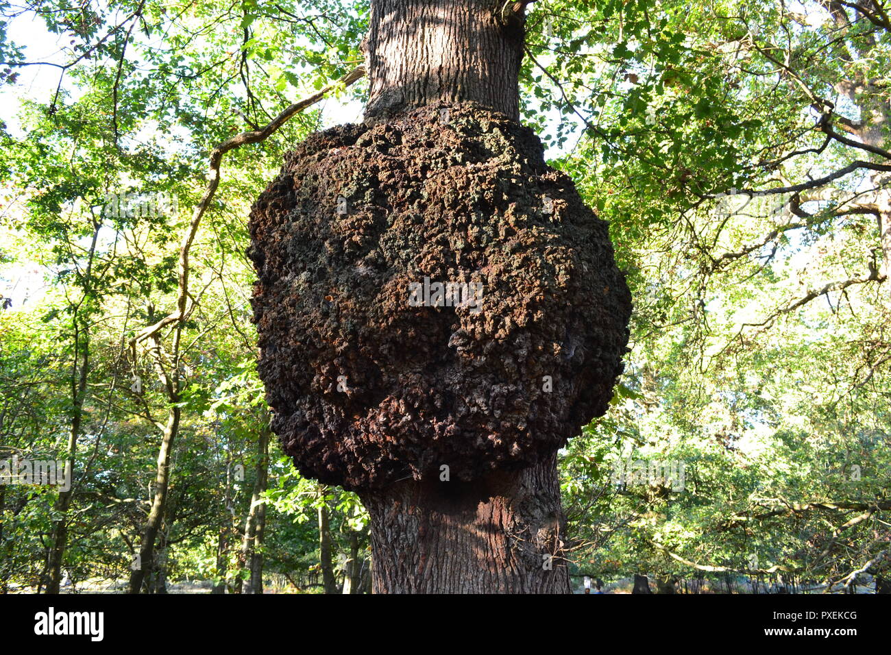 Autumn Mid October 2018 At Knole Sevenoaks Kent England Uk Beautiful Weather A Huge Burl On An Oak Tree Burls Are Highly Valued In Carpentry Stock Photo Alamy