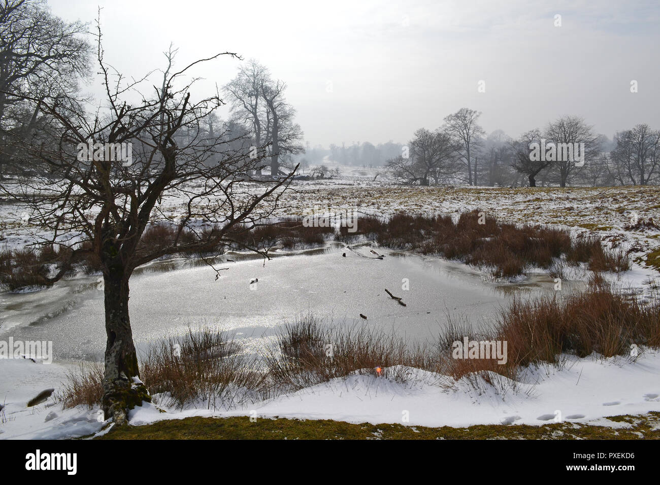 National Trust's Knole Park, Sevenoaks, Kent, England, UK on a snowy, misty day in March 2018. Kent Downs Area of Outstanding Natural Beauty. Stock Photo