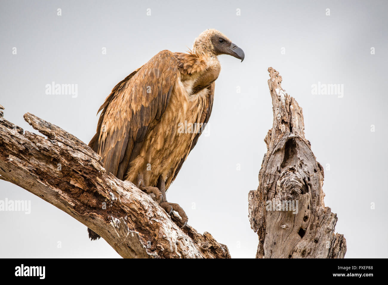 Ruppell's griffon vulture scavenging on carcass at Serengeti National Park, Tanzania Stock Photo