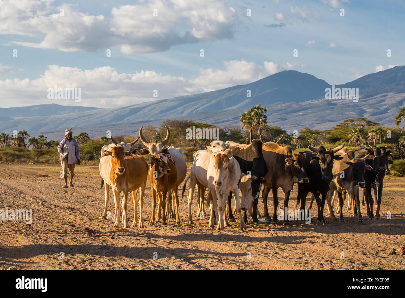 Cattle and goat herder at Lake Eyasi, Tanzania Stock Photo