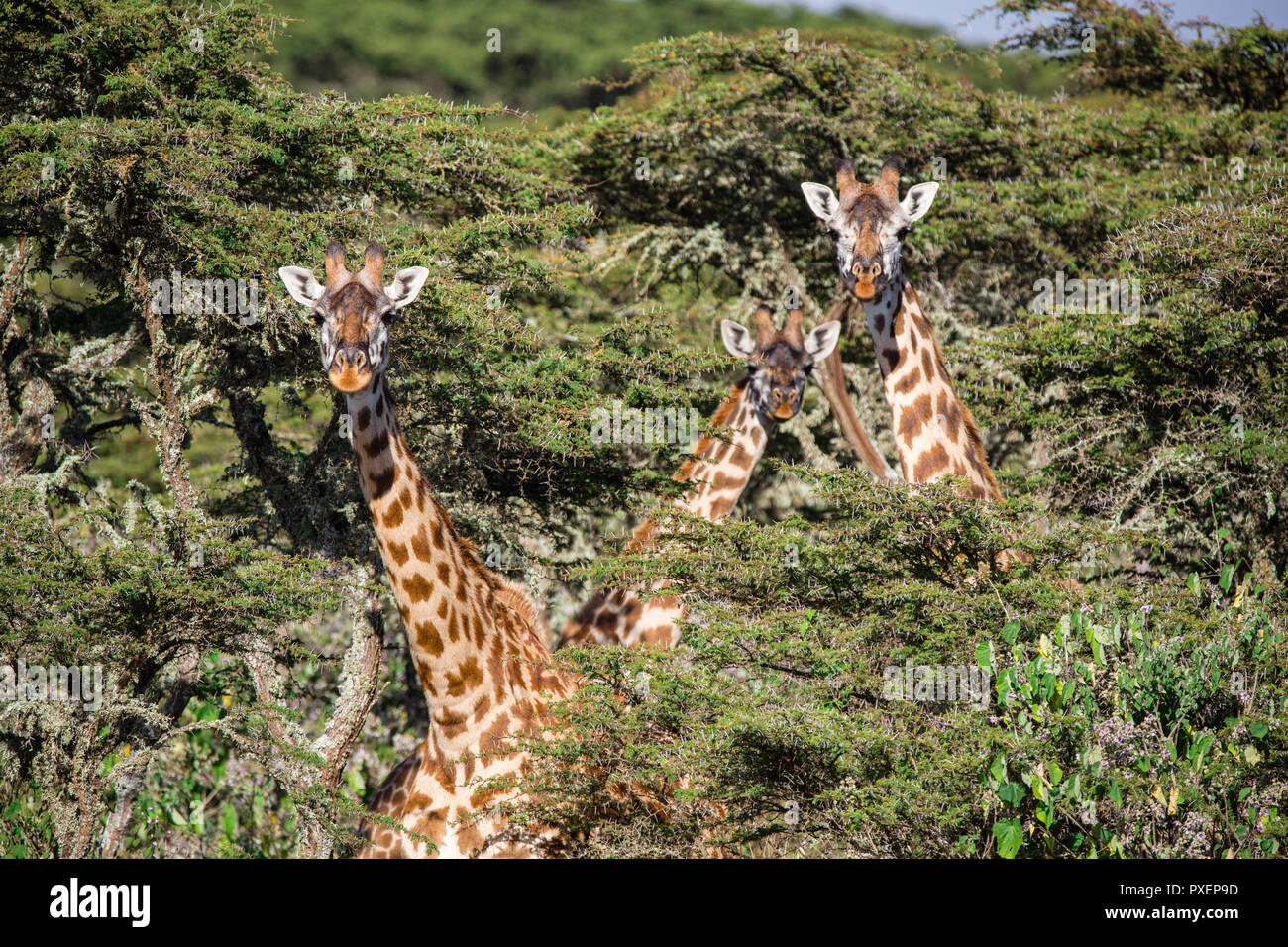 Maasai giraffes at Ngorongoro Crater in Tanzania Stock Photo