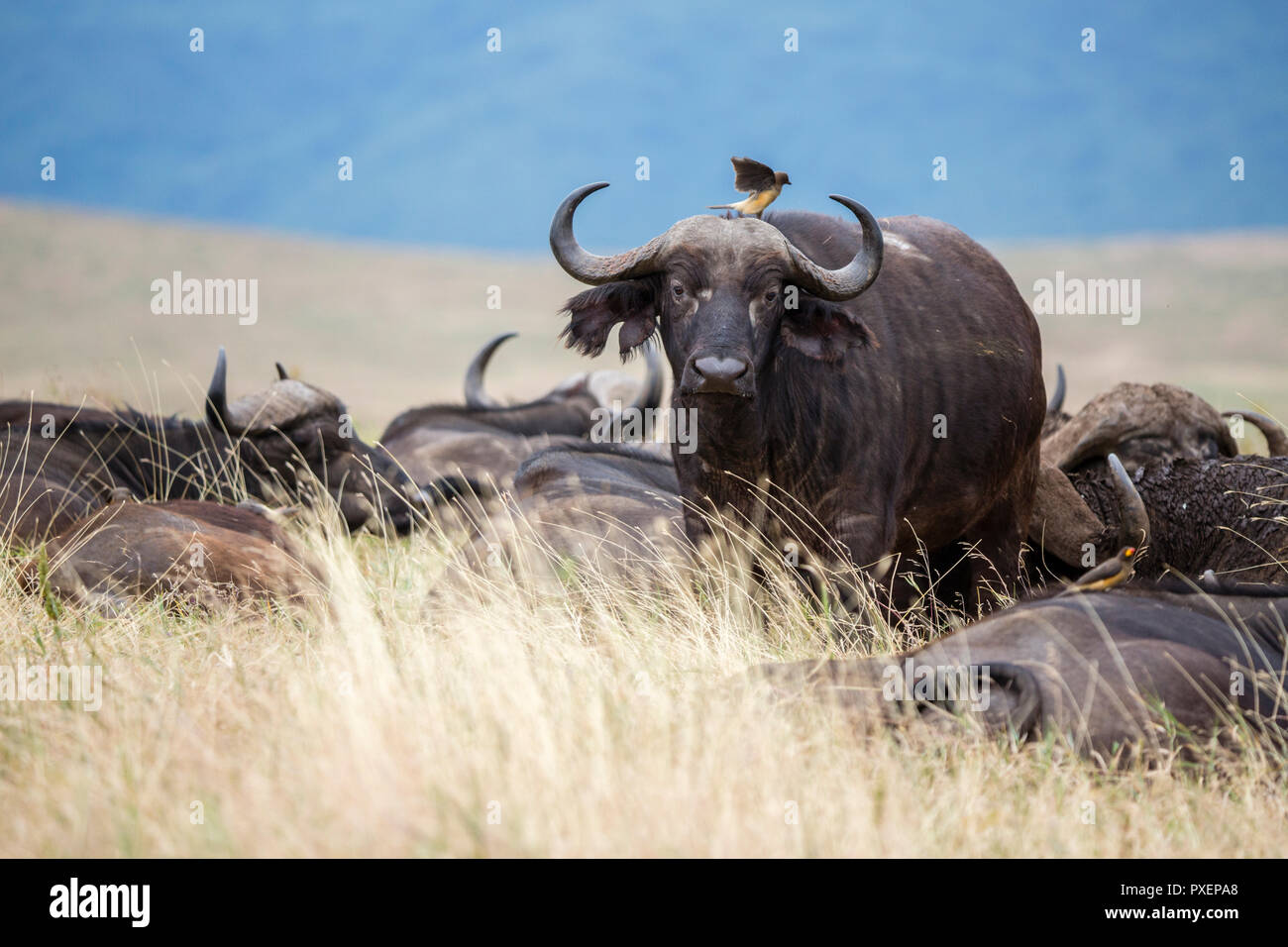 African Cape Buffalo and oxpeckers at Ngorongoro Crater in Tanzania Stock Photo