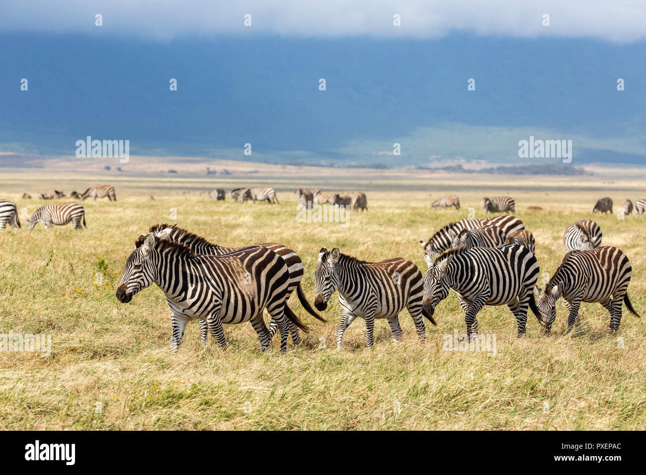 Zebras at Ngorongoro Crater in Tanzania Stock Photo