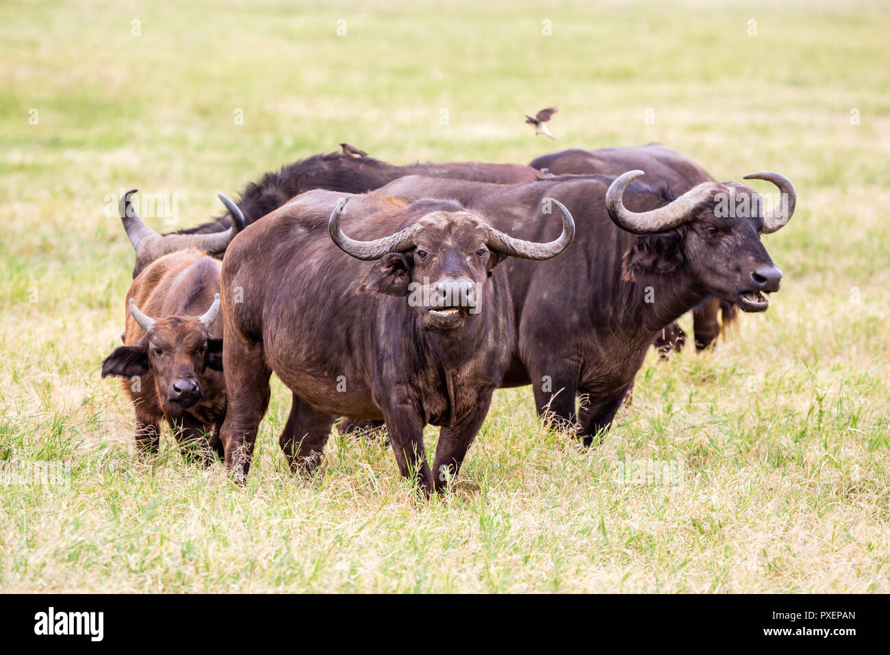 African Cape Buffalo and oxpeckers at Ngorongoro Crater in Tanzania Stock Photo
